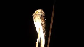 Northern Potoo Nyctibius jamaicensis [upl. by Feodor]