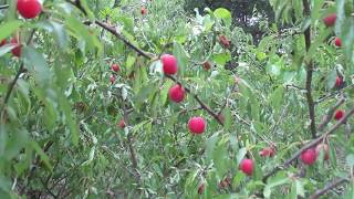 Prunus Angustifolia  The Perfect Permaculture Plum [upl. by Anahir953]