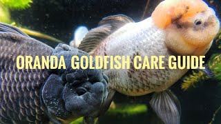 Caring for Oranda Goldfish [upl. by Ilajna707]