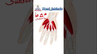 38 HandIntrinsic anatomy bones drawing illustration art muscles [upl. by Netsirk299]