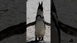 African Penguin CALL 🫏 Animal Fact Files animals facts birds [upl. by Sopher]