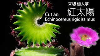 Cut a Echinocereus rigidissimus 切仙人掌系列 紅太陽 [upl. by Enelrac807]