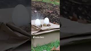 funny EGGS VS PELLET GUN 😂 [upl. by Eikram]