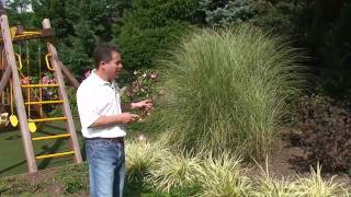 How To Choose Perennial Plants For Your Garden and Landscaping [upl. by Yrellih972]