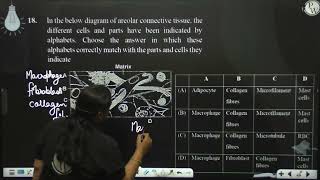 In the below diagram of areolar connective tissue the different cells and parts have been indic [upl. by Asoj]