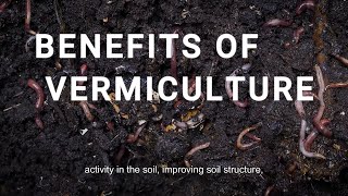 Vermiculture Benefits in Soil growyourownfood vermiculture [upl. by Dong]