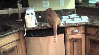 How to keep cats off the counter [upl. by Ulrick]