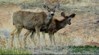 Mule Deer [upl. by Anana]