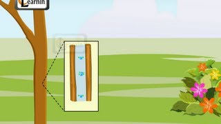 Transpiration in Plants  Elementary Science [upl. by Regdor]