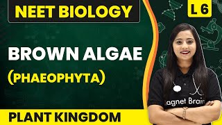 Brown Algae  Phaeophyta  Plant Kingdom  L6 Concepts  NEET Biology [upl. by Atikkin82]