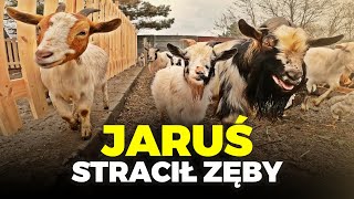 😬 JARUŚ STRACIŁ ZĘBY 😬 Kozły walczą a ja sadzę drzewa 🌳 MOJE MINI ZOO  odc 340 [upl. by Eirameinna]