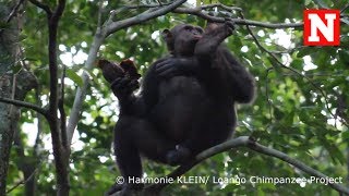 Chimpanzees Smash Tortoises And Eat Their Meat [upl. by Laerdna]