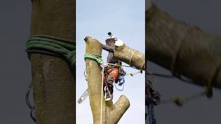 Negative rigging with Ben Connon and Charterhouse Tree Care rigging treework arborist arbortec [upl. by Marilee]