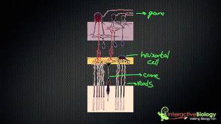 034 How Lateral Inhibition enhances Visual Edges [upl. by Dj]