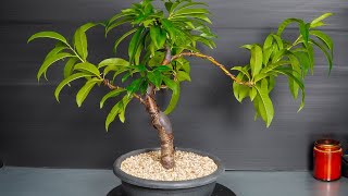 Bonsai Nectarine pruning and wiring tree 18  part 1 [upl. by Castle]