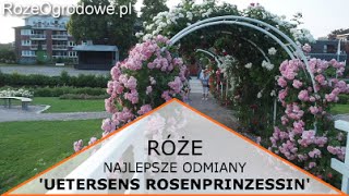 Róża parkowa UETERSENS ROSENPRINZESSIN® [upl. by Ahsenauq]