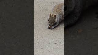 Back lane Beth short greysquirrels squirrelwatching [upl. by Atal967]