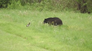 Skunk Sprays Inquisitive Bear  ViralHog [upl. by Ernestus]