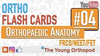 Ortho Flash Cards  Orthopaedic Anatomy 04  NEET PG  USMLE  MRCS  The Young Orthopod [upl. by Annawahs]