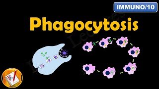 Phagocytosis FLImmuno10 [upl. by Gipsy]