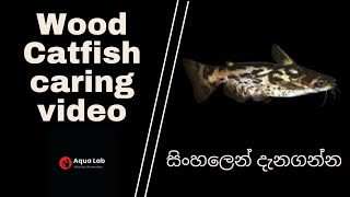 Wood Catfish Care In Sinhala  Wood catfish ගැන සිංහලෙන් දැනගන්න​ [upl. by Peters359]