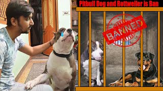 Pitbull Dog and Rottweiler is Ban 😨  Mafia The Pitbull [upl. by Sanferd]