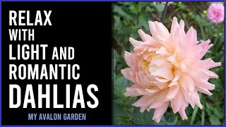 Relax with Light and Romantic Dahlias  My Avalon Garden [upl. by Clem]