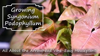 Arrowhead Vine  Syngonium Podophyllum  Supreme Houseplants [upl. by Jari]