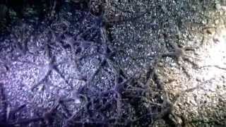 Gray Brittle Stars Ophiura luetkenii on the move [upl. by Ihpen]