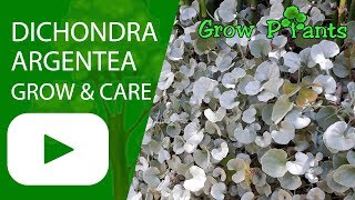 Dichondra argentea  grow and care Silver falls [upl. by Aret]