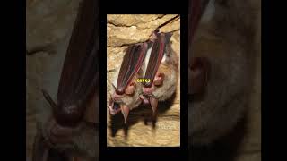 Britain’s 10 Rarest Animals Part 10 greater mouseeared bat 🦇 explore trending viralvideo like [upl. by Imarej620]