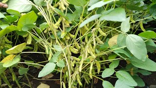 Nrc 150 soybean variety mo 9993682345 [upl. by Varin]