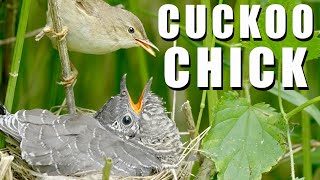 Chick of Cuckoo in the nest of Marsh Warbler Brood parasite [upl. by Heindrick466]