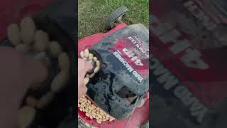 Lawn Mower Oil Change viralvideo lawncare lawnmower lawnmowers lawnmaintenance lawngoals [upl. by Balcer781]