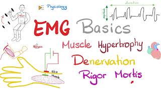 Electromyography EMG Basics Muscle Hypertrophy Denervation Rigor Mortis  Muscle Physiology [upl. by Ynnaej]