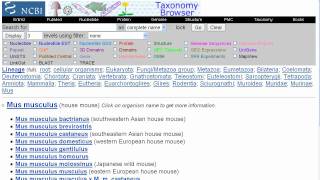 NCBI Retrieve Sequences for an Organism [upl. by Shenan]