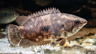 Mottled Bushfish Ctenopoma weeksii [upl. by Atinaw]