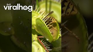 Venus Flytrap Devours Wasp  ViralHog [upl. by Kennie879]