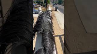 Best sound Clip clop horse equestrianriding equestrian thoroughbred horsebackriding riding [upl. by Alick56]