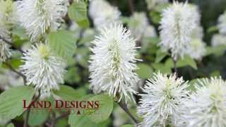 Fothergilla gardenii  Dwarf Fothergilla Flowering Shrub  Trumbull CT Landscape Designer [upl. by Sauder]