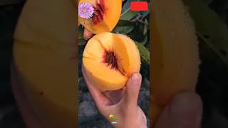 Organic Multi flavour fruits cutting amp harvesting ✂️🍑✂️🥭shortsvideo nature ytstudio tropical yt [upl. by Allehs]