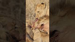 Lion Feeding Frenzy  Monwana Game Lodge  wildlife lion [upl. by Percival]