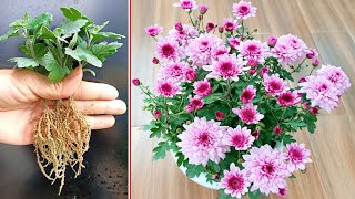 Instructions on how to propagate Violet Chrysanthemum very simple for beginners [upl. by Stephenie]