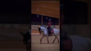 STOP HARLOW HATE  harlow equestrian horseriding edit pony [upl. by Adlemy]