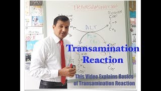 Transamination Reaction [upl. by Nythsa]