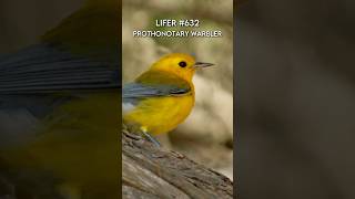 Chasing the Prothonotary Warbler birds wildlife birding rarebirds birdinghotspots [upl. by Ninetta570]