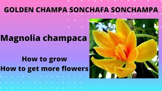 How to get more flowers on Golden Champa Son Champa Son Chafa Magnolia champaca fragrant flowers [upl. by Rame32]