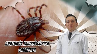 Anatomía Microscópica de la Garrapata [upl. by Ladnar283]