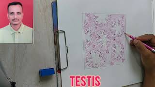 HISTOLOGY OF TESTIS  HOW TO DRAW HISTOLOGICAL DIAGRAM OF TESTIS BY DR YOGESH GANORKAR [upl. by Malchy]