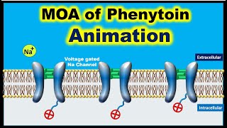 Phenytoin Animation Synthesis Mechanism of action Metabolism Uses adverse effects Made easy [upl. by Glantz342]